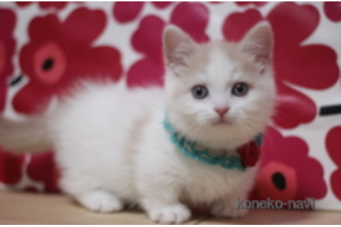 成約済の東京都のマンチカン(短足)-74015の1枚目